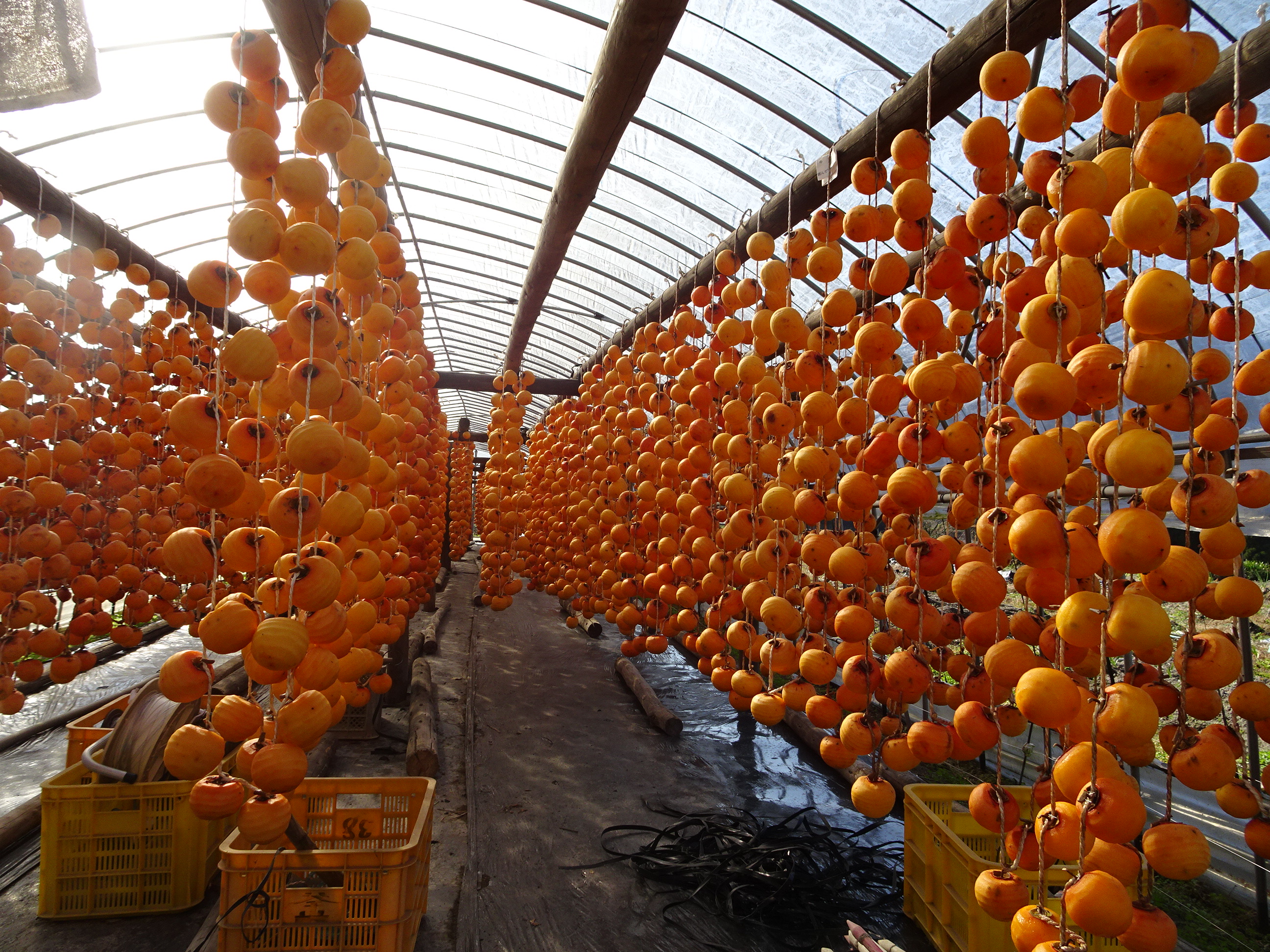 干し柿のカーテン