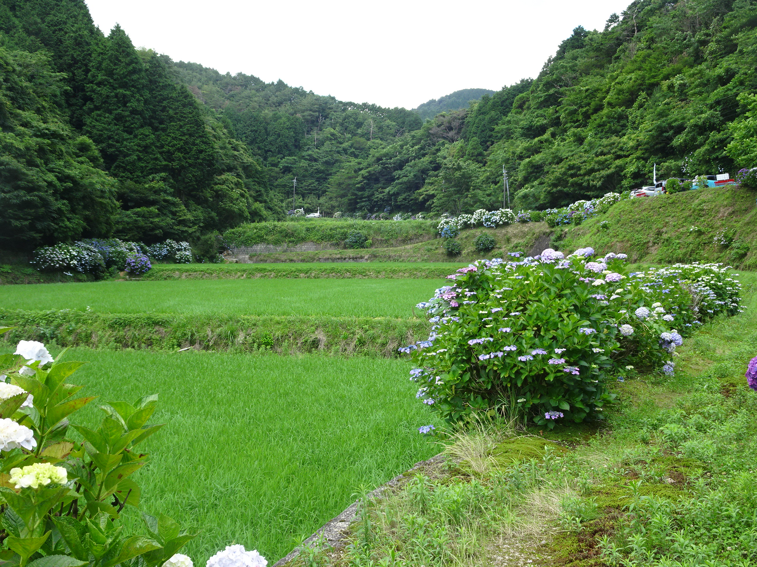 棚田のあぜ道の紫陽花 近景