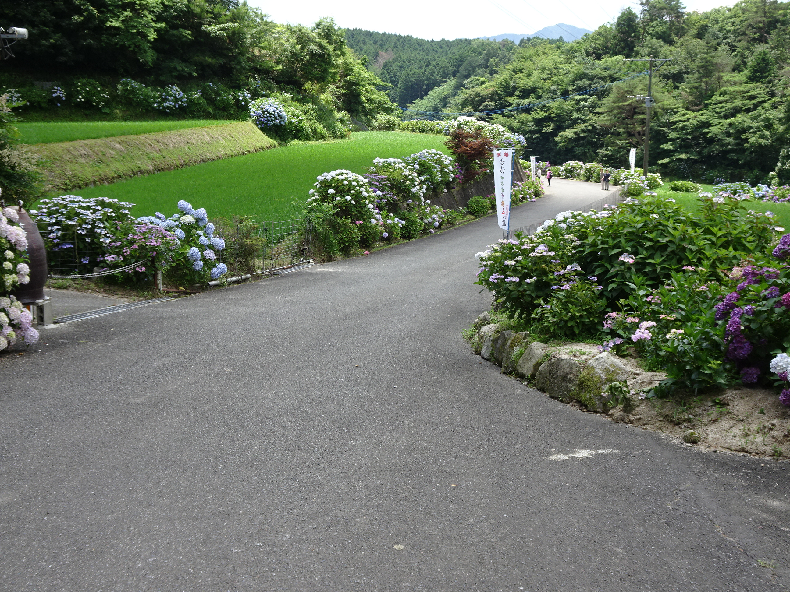 古湯山なか紫陽花の道の景色