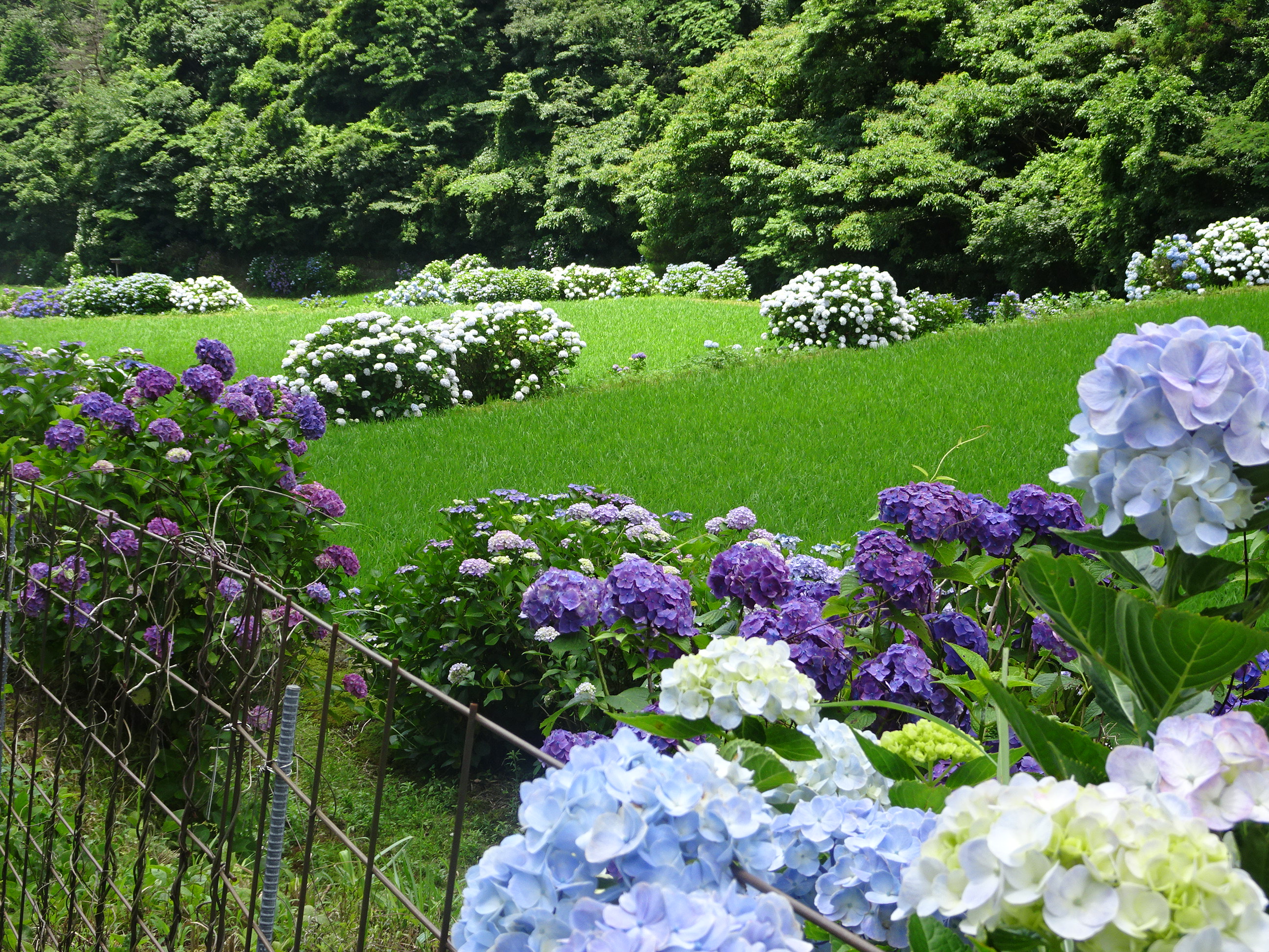 棚田のまわりの紫陽花 上からの景色