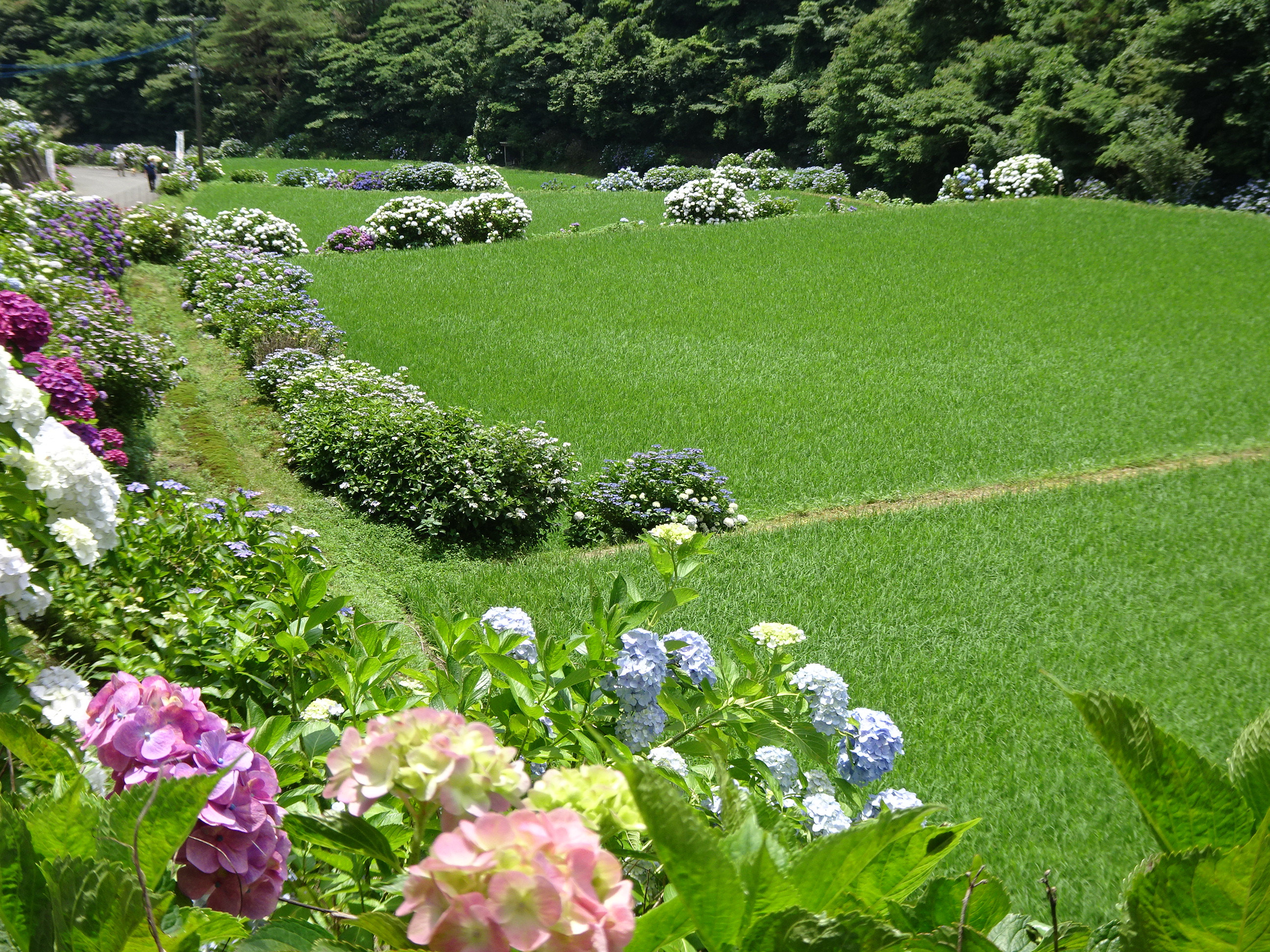 棚田のあぜ道の紫陽花 中景