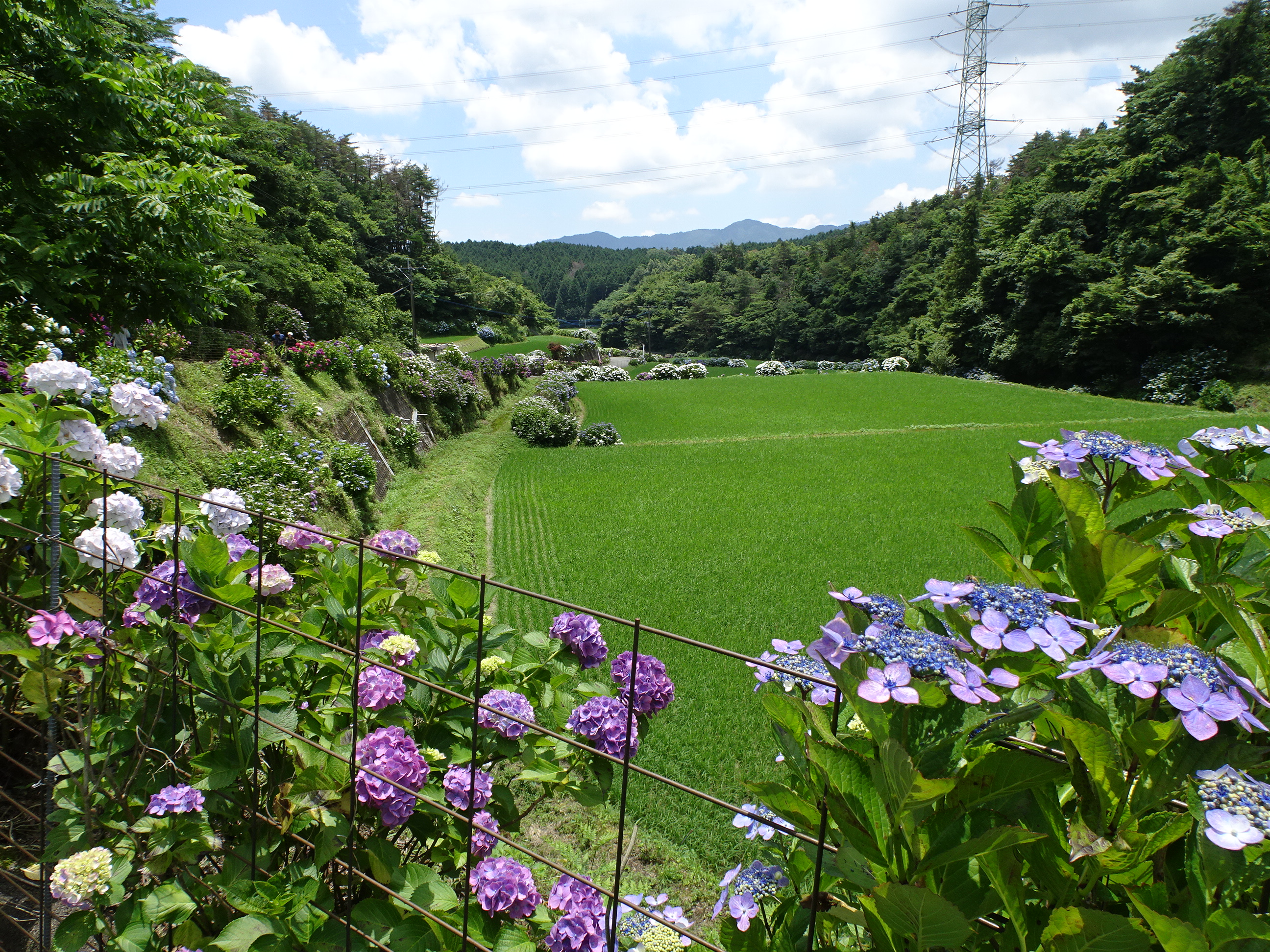 棚田のまわりの紫陽花の眺望