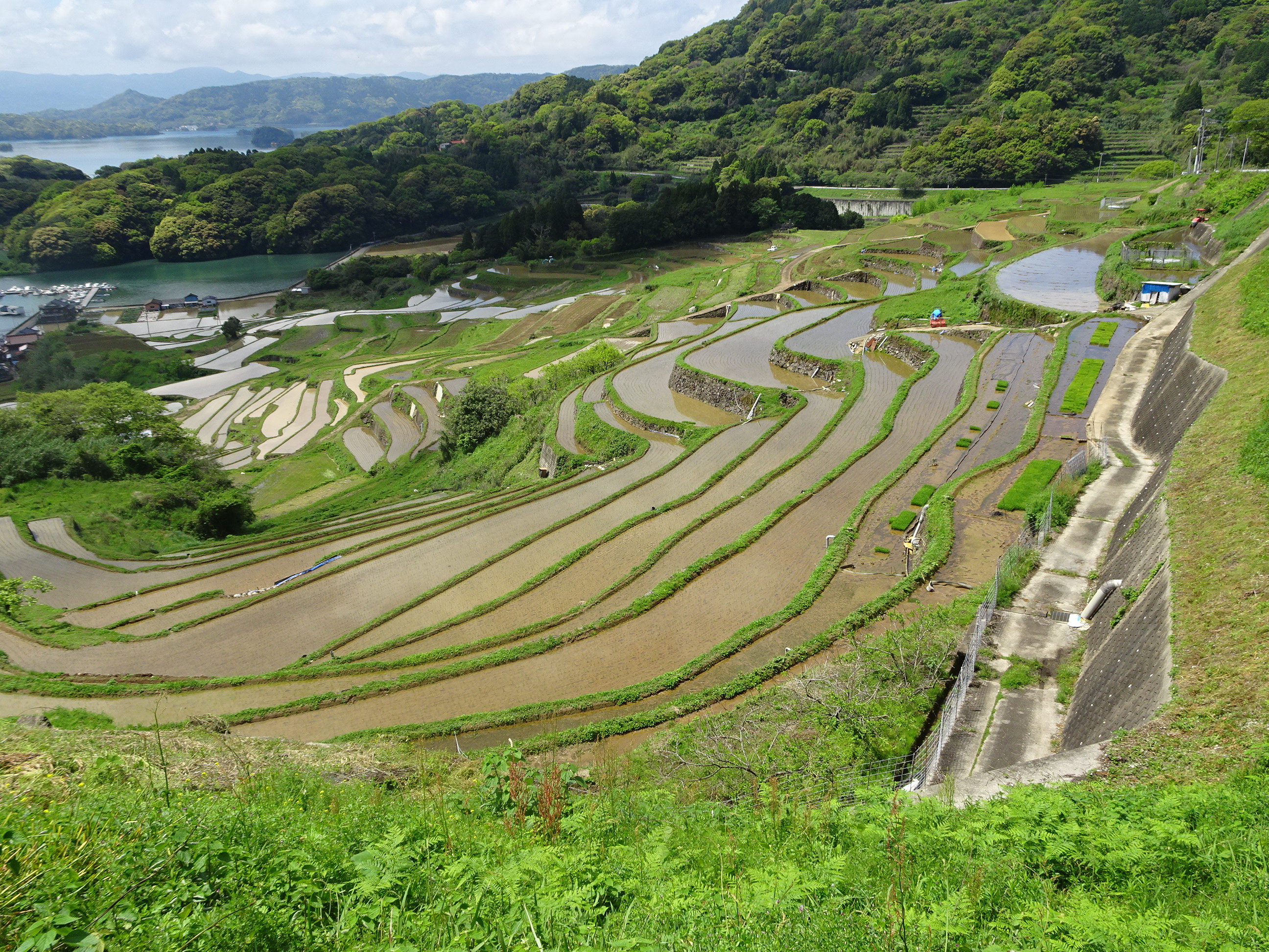 棚田の近景