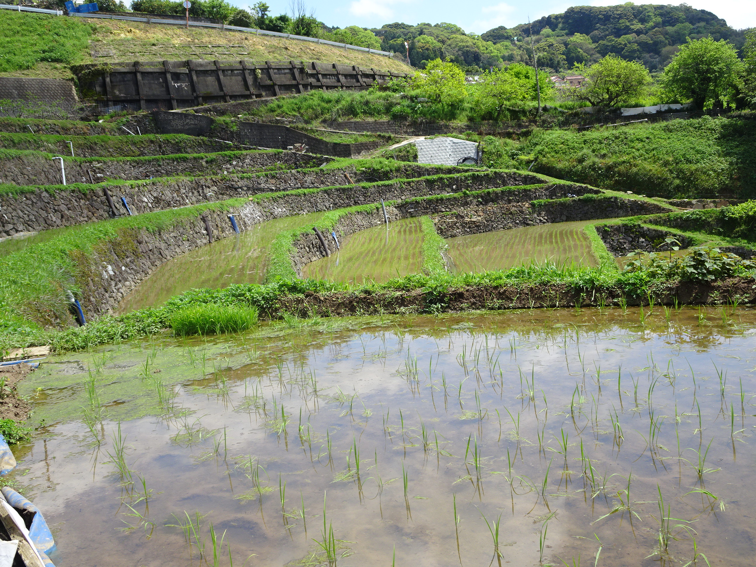 田植え後の棚田