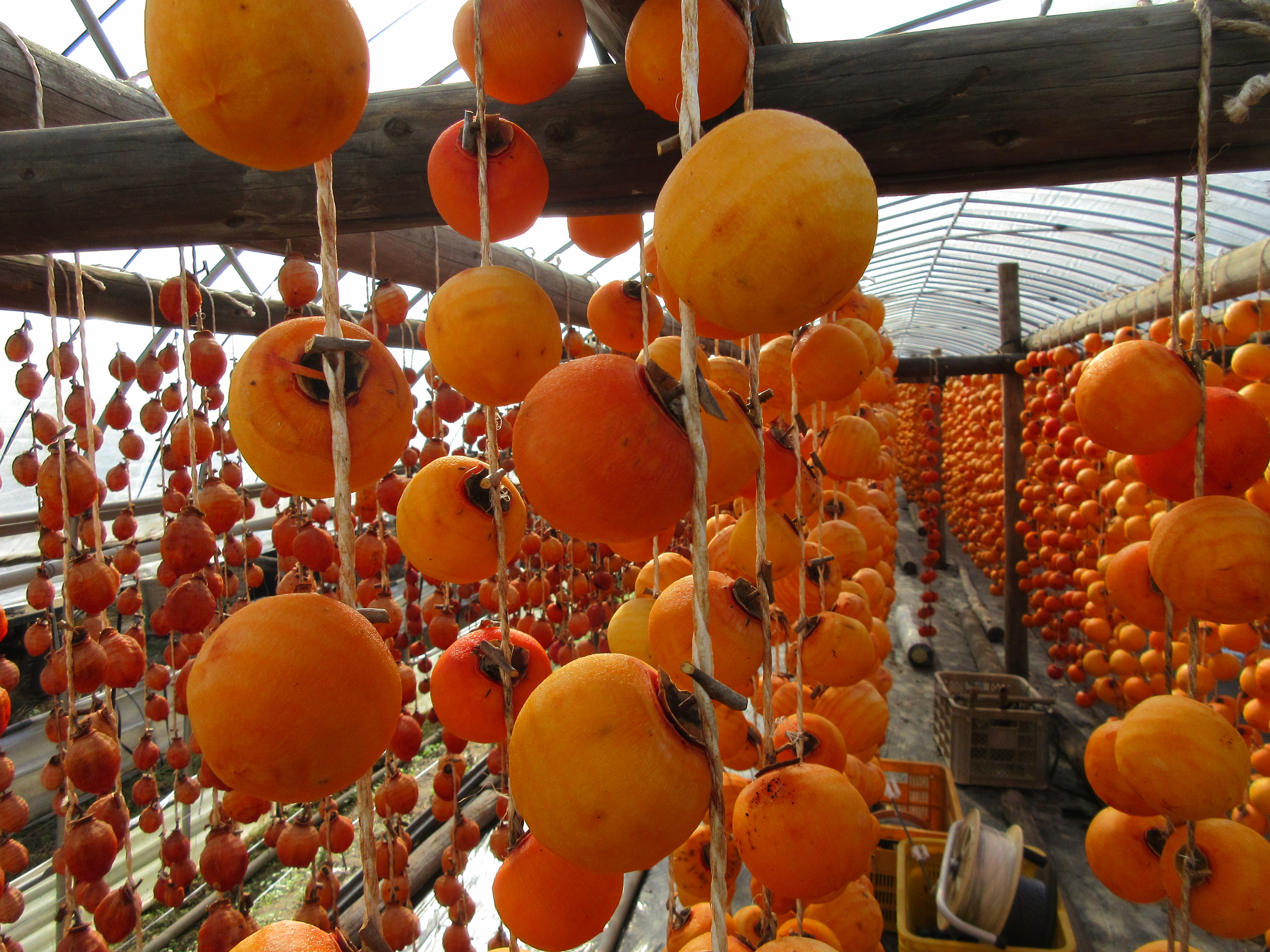 ビニールハウスに吊るされた干し柿