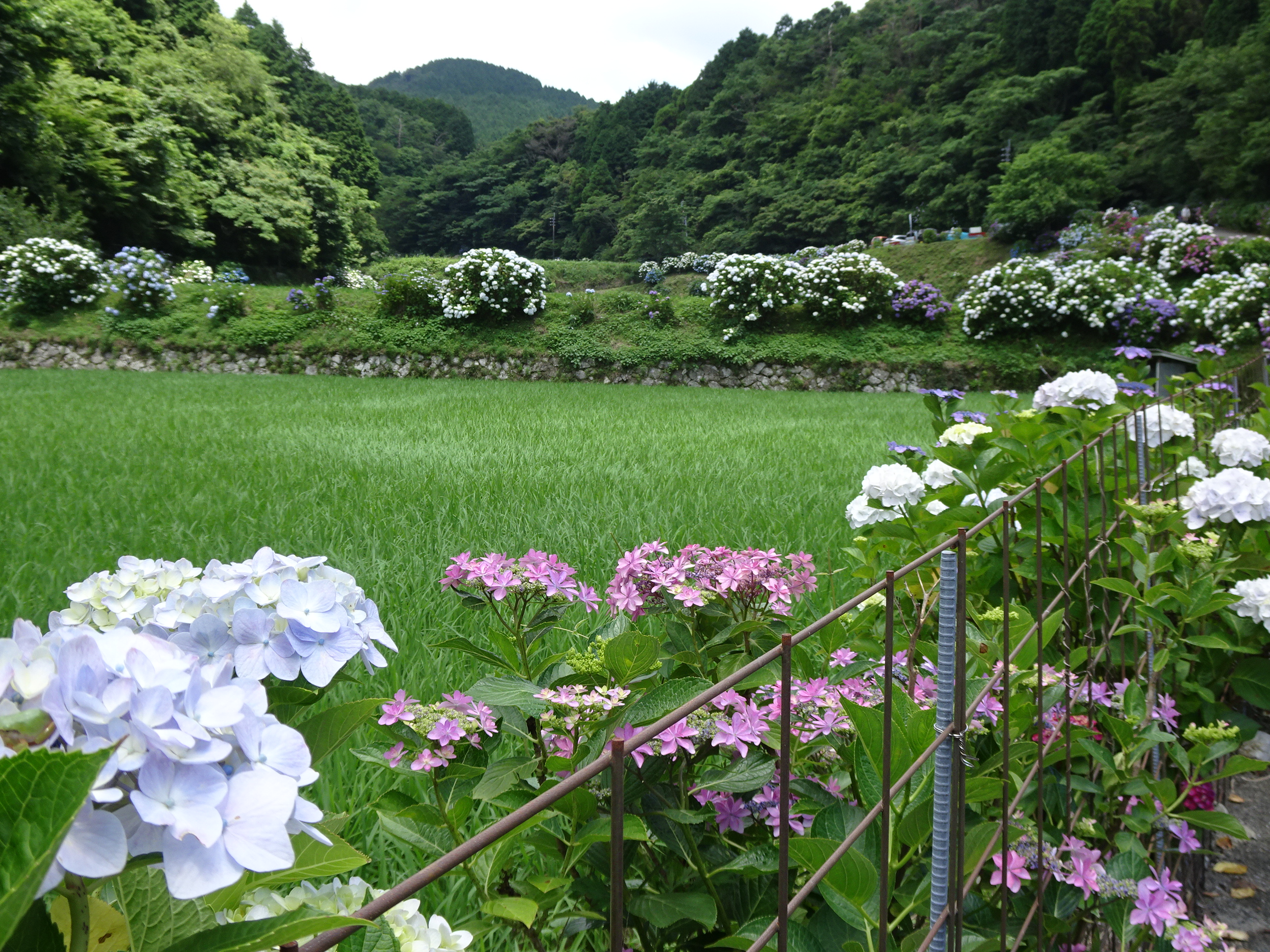 棚田のまわりの紫陽花　下からの景色