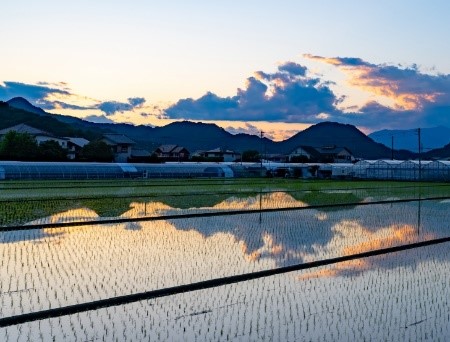 田んぼ