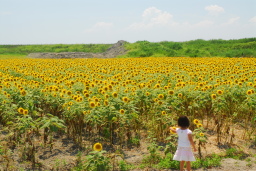 ひまわり