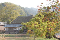 柳坂曽根のハゼ並木