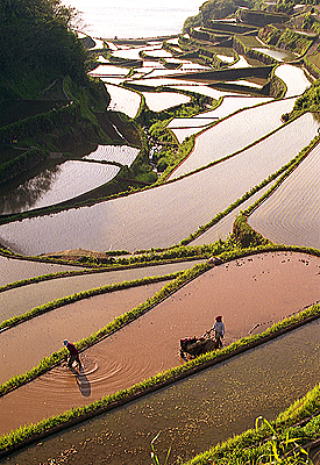 田植えの頃
