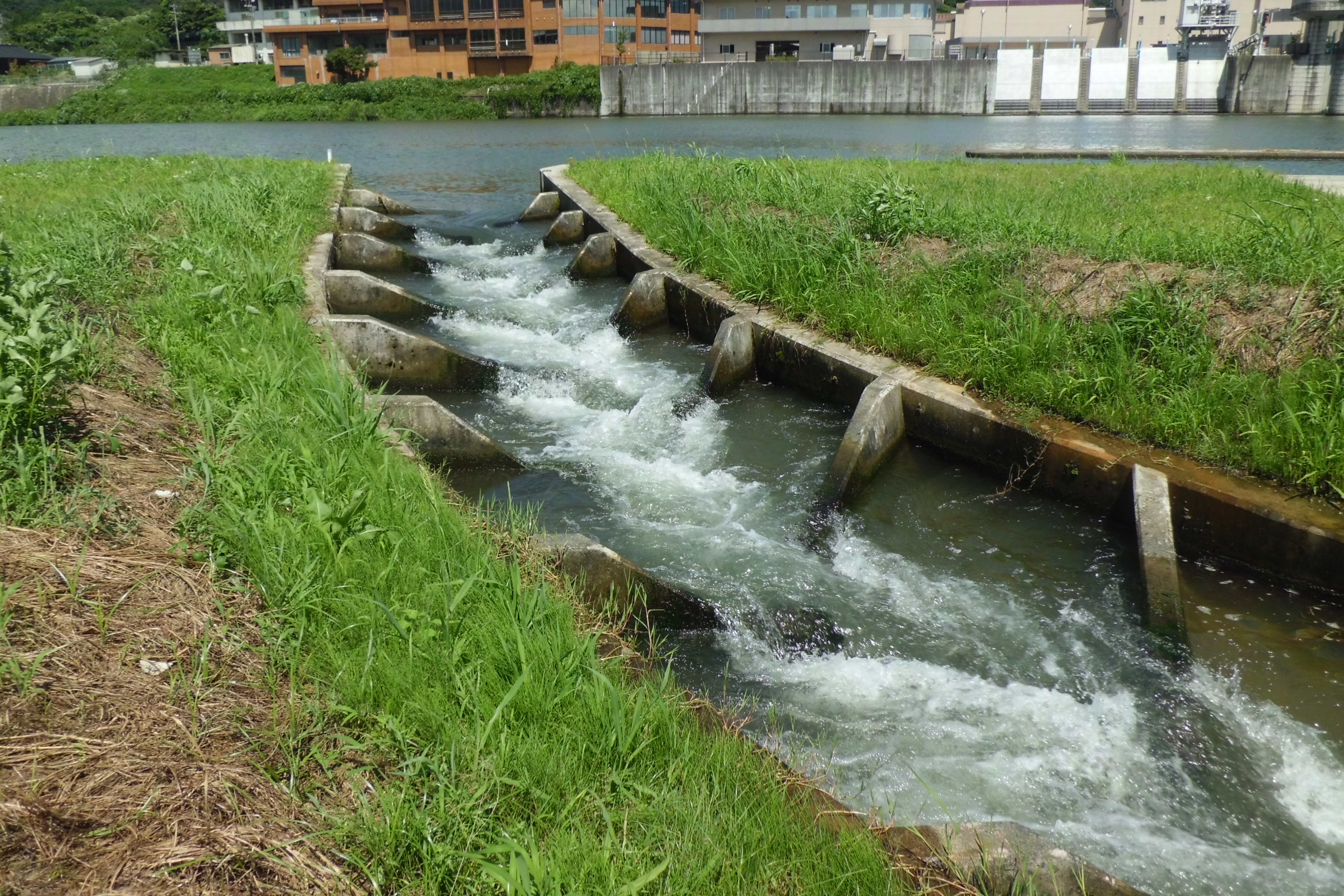魚道（川上頭首工）