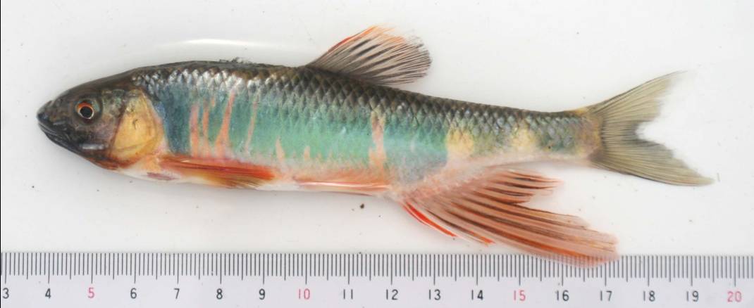 オイカワ♂