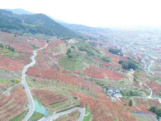 山麓沿いの樹園地（柿）