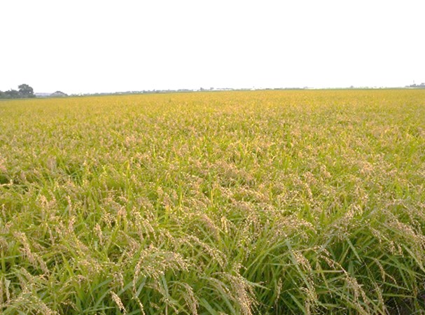 水稲の作付状況