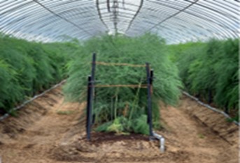 グリーンアスパラ