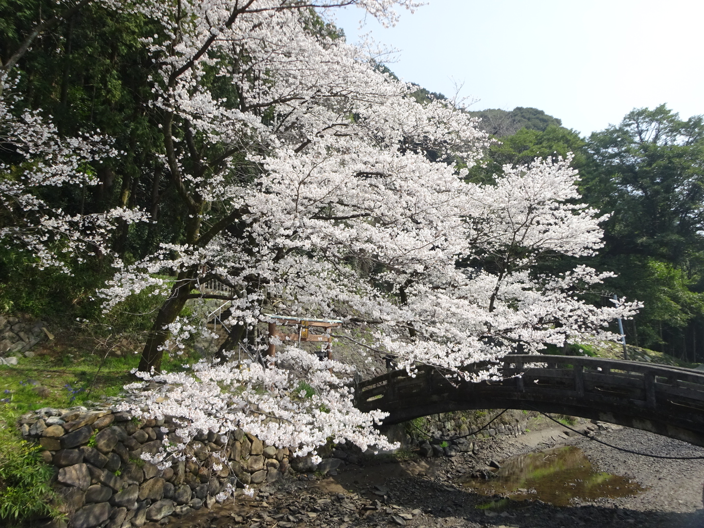 上井手用水と桜