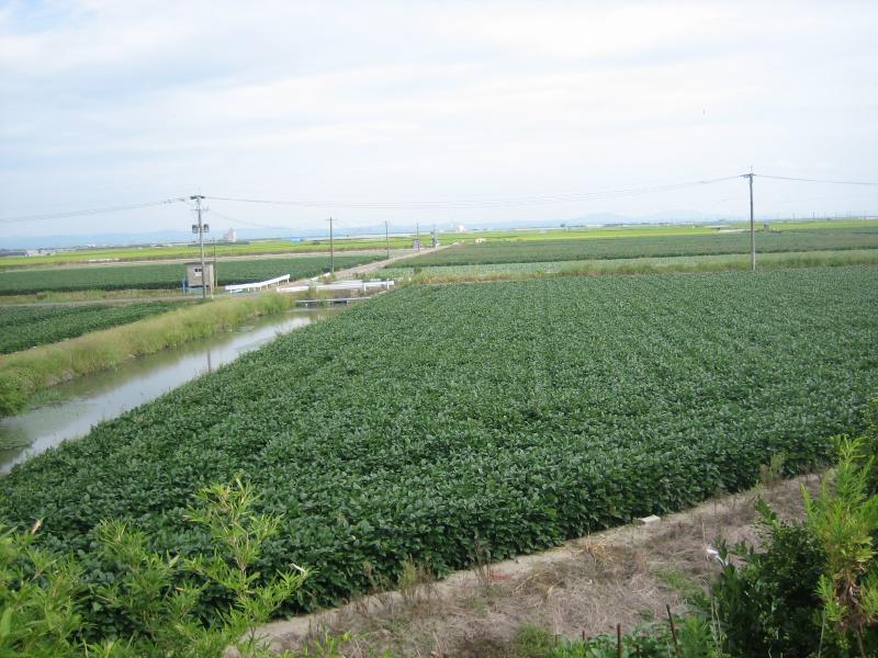 大豆の育成状況の写真