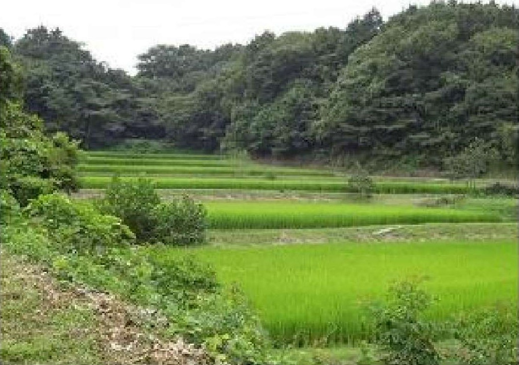 谷地田