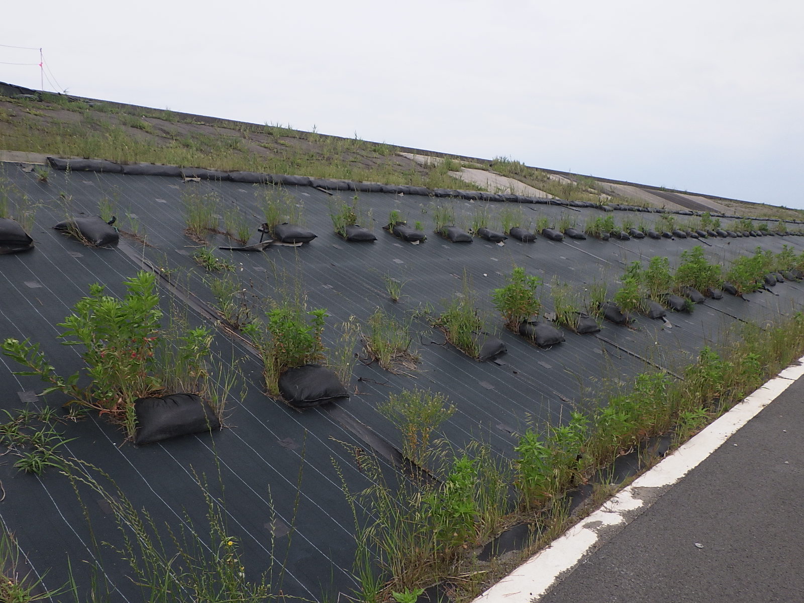 （旧）法面被覆工