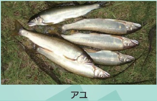 アユ