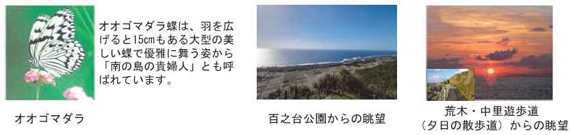 オオゴマダラ・百之台・夕日の散歩道