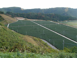 大区画・緩勾配で造成され、乗用機械の利用が可能になった茶園