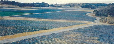 冬キャベツは九州一の生産量を誇る