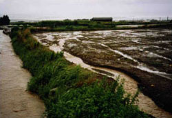 降雨による畑の耕土流出状況