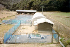 調整田を活用したぶんご合鴨の生産