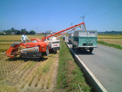 新富町 現王島地区