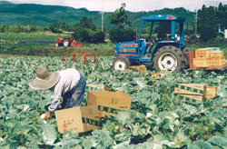 小林市 霧島北部地区（産地形成の促進）