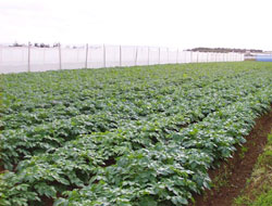 バレイショの作付状況