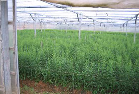 平張施設（切り花）