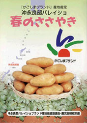 沖永良部バレイショ「春のささやき」