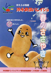 沖永良部バレイショ「春のささやき」