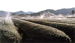 散水氷結法による茶の防霜状況