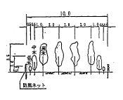 防風林標準断面図