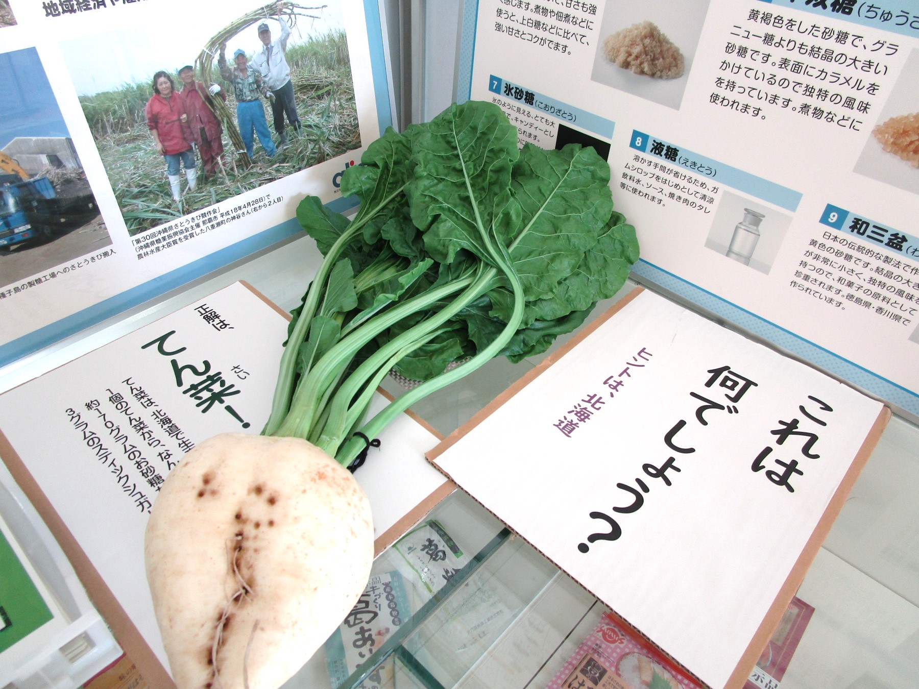 １階消費者の部屋　ガラスケース上の展示写真（てん菜）