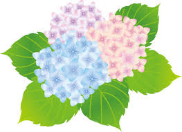 紫陽花