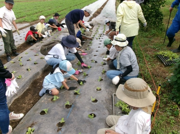 白菜の植え付け
