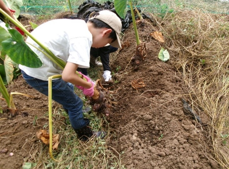 さといもの収穫