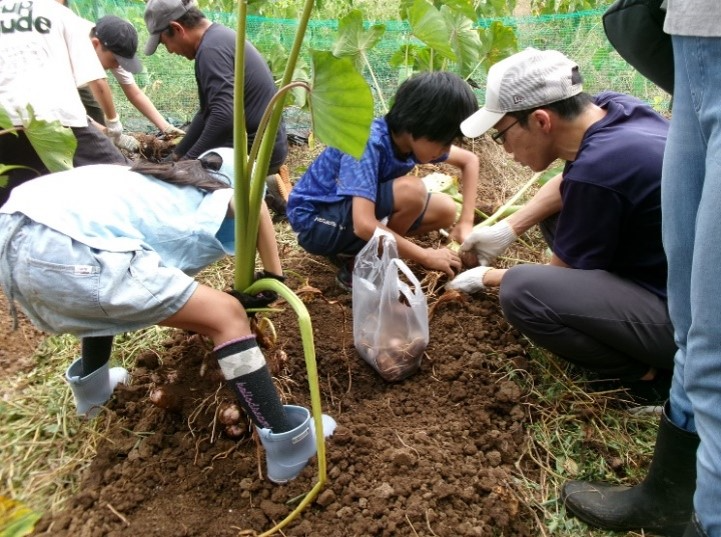 さといもの収穫