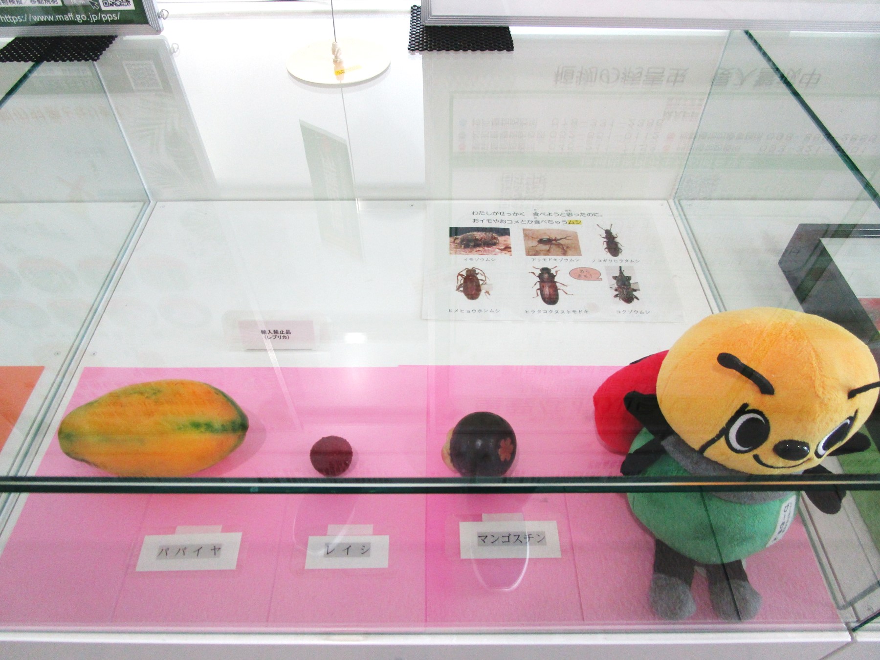 1階消費者の部屋ガラスケース内の展示風景