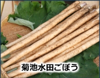 菊池水田ごぼう