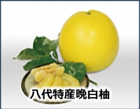 八代特産晩白柚