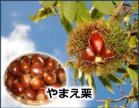 やまえ栗