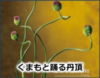 くまもと踊る丹頂