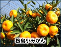 桜島小みかん