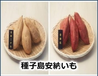 種子島安納いも