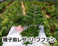 種子島レザーリーフファン